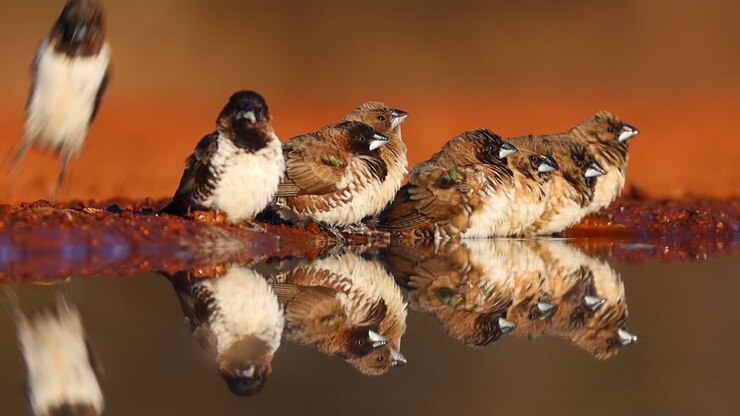 A wide shot of a flock of Bronze Mannikins and their reflection while drinking at a waterhole