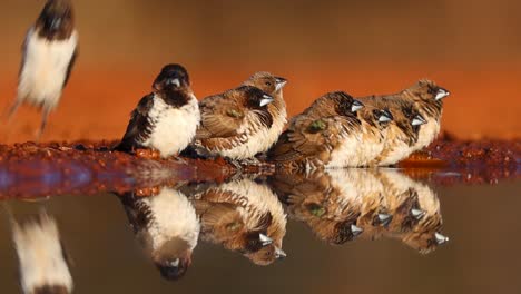 a wide shot of a flock of bronze mannikins and their reflection while drinking at a waterhole