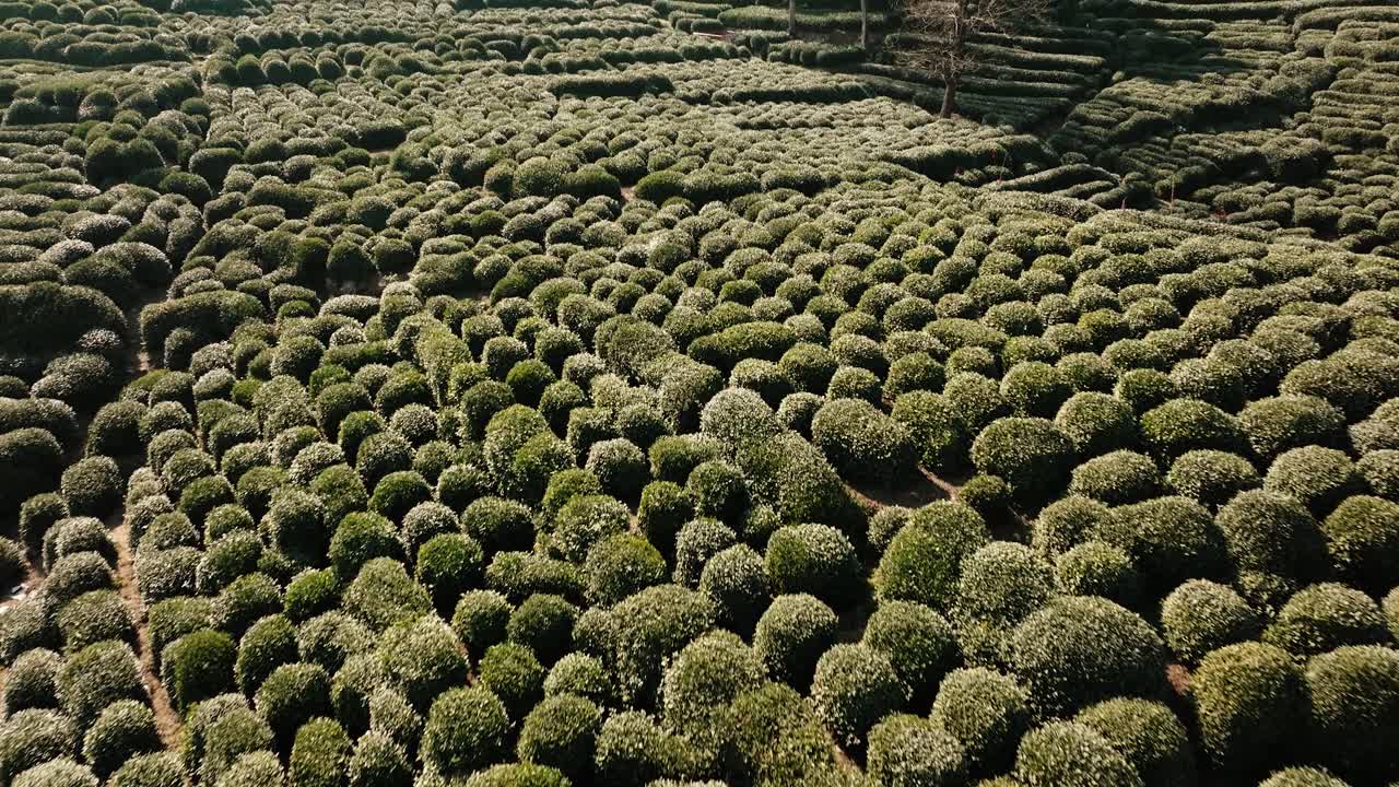 Aerial tilt-up over Longjing tea plantations in Hangzhou, Zhejiang Province, China