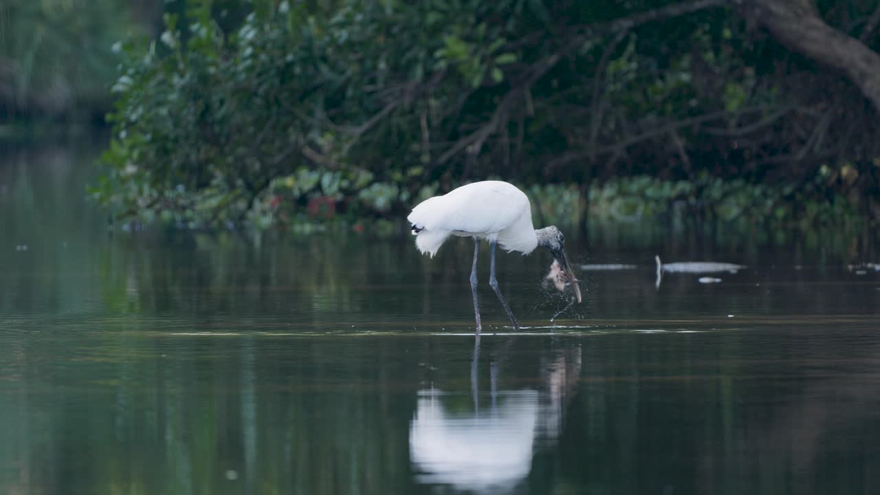 Wood Stork wades and fishes in calm reflective water surrounded by dense green mangroves.