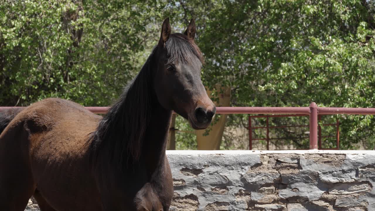 hermoso caballo castaño en el paddock de pared de piedra en loxton sur de áfrica
