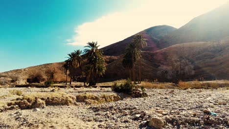 a canyon with a river between mountains and palm trees