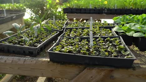 sprouting plants are in a planter