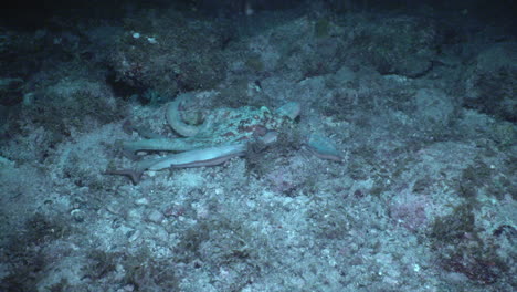 at night, a caribbean reef octopus creeps along the sandy ocean floor