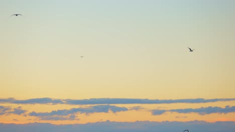 Slow-motion-tracking-shot-of-birds-flying-over-Atlantic-ocean-during-golden-sunrise-in-background