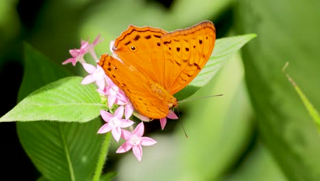mariposa naranja en las flores rosas