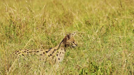 close shot of serval cat hunting for food to feed, rare african wildlife in maasai mara national reserve, kenya, africa safari animals in masai mara north conservancy