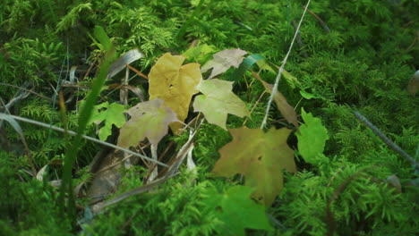 bright green grass and trees foliage covered ground in summer forest