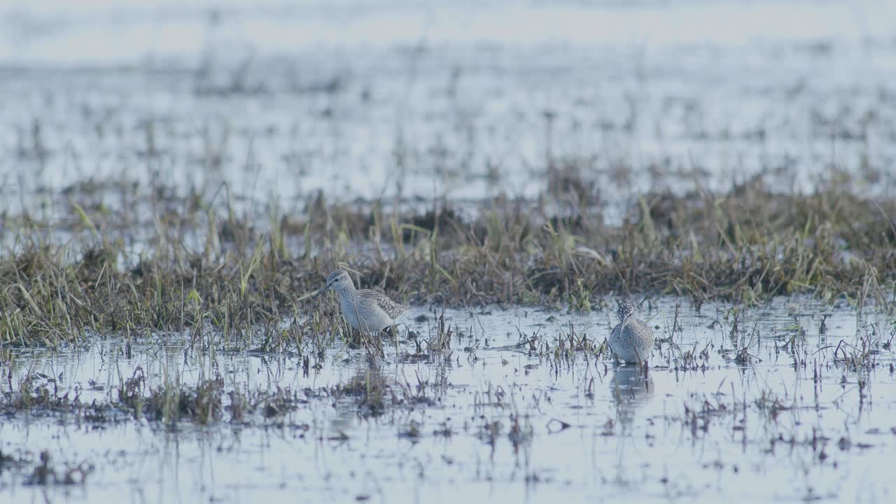 Common greenshank feeding in wetlands flooded meadow during spring migration