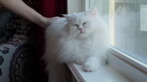 fluffy white persian cat sits in window