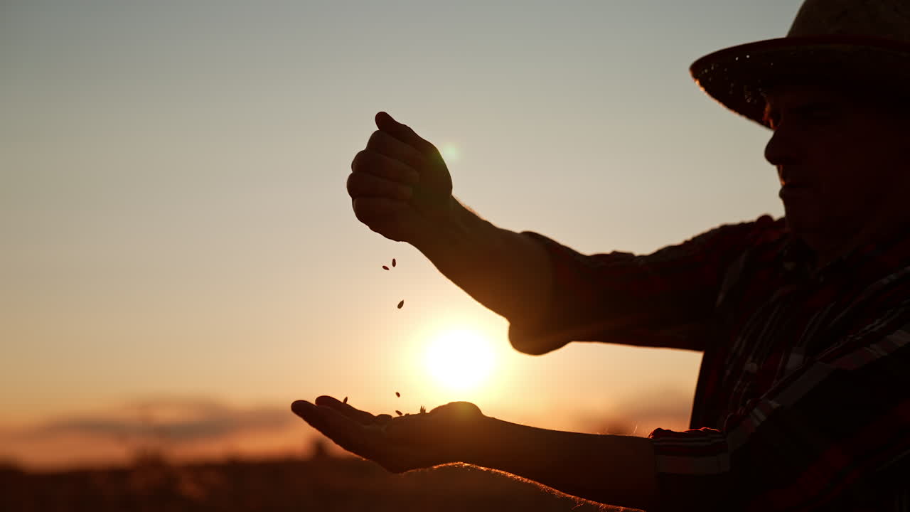 Male silhouette in hat pouring the grains from hand to hand. Setting sun at backdrop.
