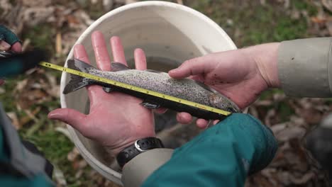 fish being measured in a bucket