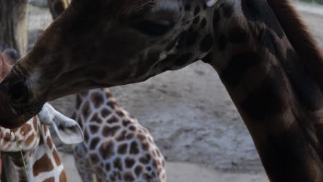 vista de cerca de un par de jirafas masticando hierba de un alimentador especial en el zoológico