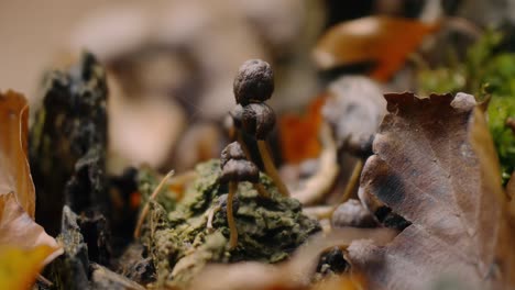 macro photography of mushrooms on forest floor