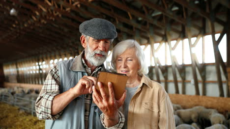 caucasian senior man and woman farmers watching something on a tablet in stable with sheep flock