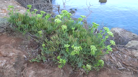 rock samphire, hinojo marino y simplemente samphire, en la costa rocosa de la isla mediterránea de menorca, españa