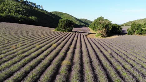 Un-Dron-Vuela-Lentamente-Sobre-Un-Campo-De-Lavanda-Al-Amanecer-Pasando-A-Través-De-Dos-árboles