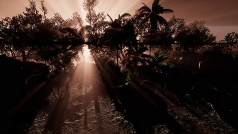 los rayos del atardecer a través de las palmeras