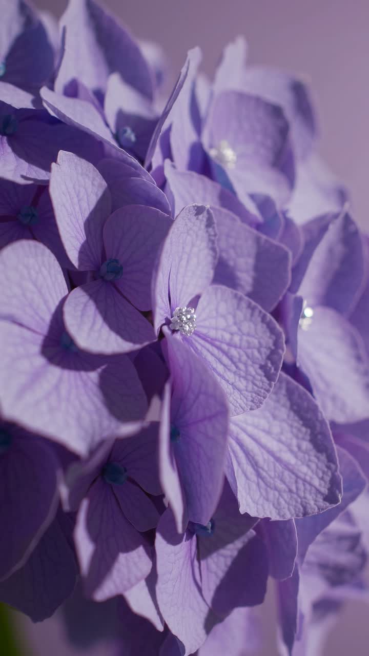 Close-up video of delicate purple hydrangea petals, captured at a side angle, highlighting texture
