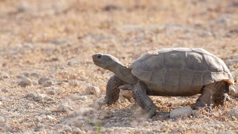 A-desert-tortoise-crawling-foraging-for-food-in-the-Mojave-Desert