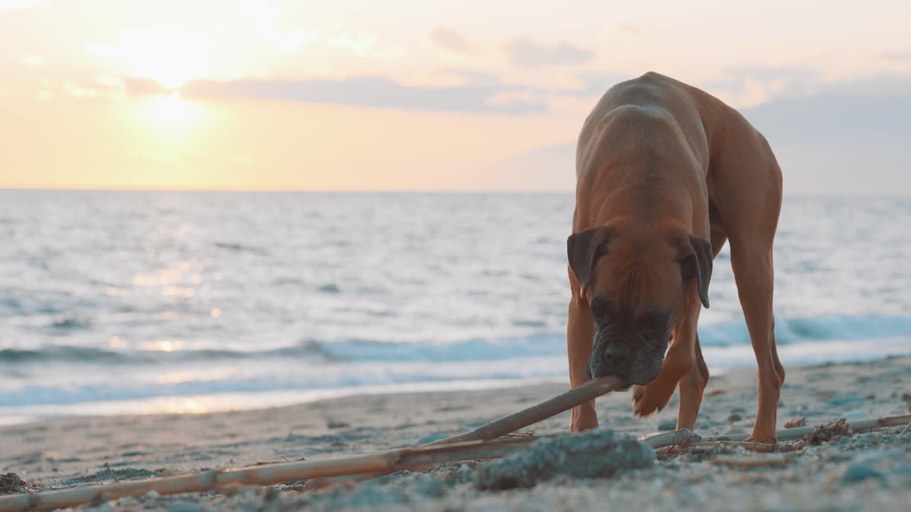 Boxer dog playing with stick on beach at sunset