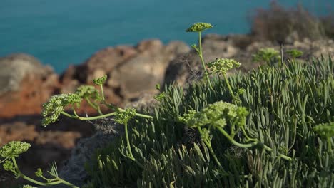 Samphire-De-Roca---Planta-De-La-Orilla-Del-Mar-Crithmum-Maritimum