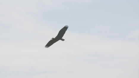 Slow-motion-footage-of-a-bird-gliding-in-the-air-looking-for-fish