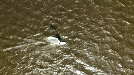 Recreational-surfers-going-fast-with-their-windsurf-gear,-sails,-board-over-lake-with-nice-wind-on-sunny-day-drone-following-shot-from-above-top-view-4k