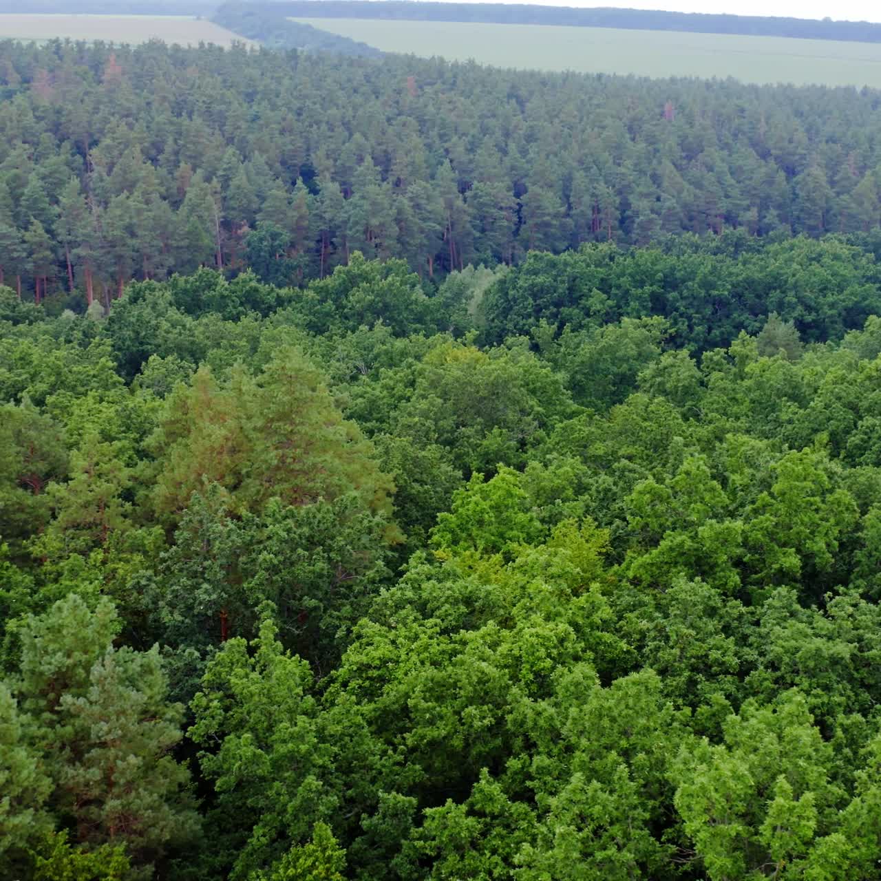 Woodland in the countryside. Treetops in the morning. Green nature scenery. Fresh landscape of the forest. Aerial view. Motion camera to the left.
