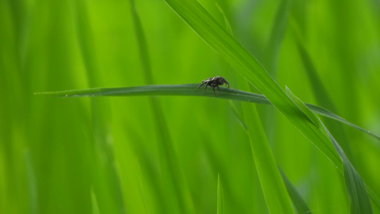 araña jugando en la hierba verde arroz hierba -verde - oro - arroz