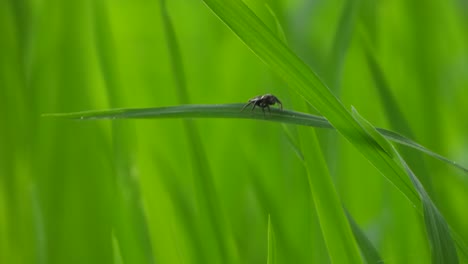 spider playing on green grass rice grass -green - gold - rice