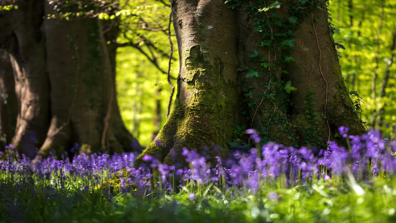 Time Lapse of Bluebells Forest during spring time in natural park in Ireland