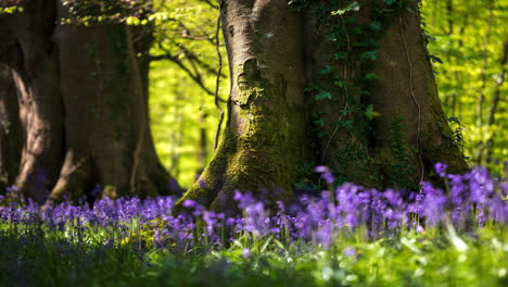 Lapso-De-Tiempo-Del-Bosque-De-Campanillas-Durante-La-Primavera-En-El-Parque-Natural-De-Irlanda