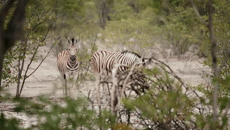 two zebras in african savanna