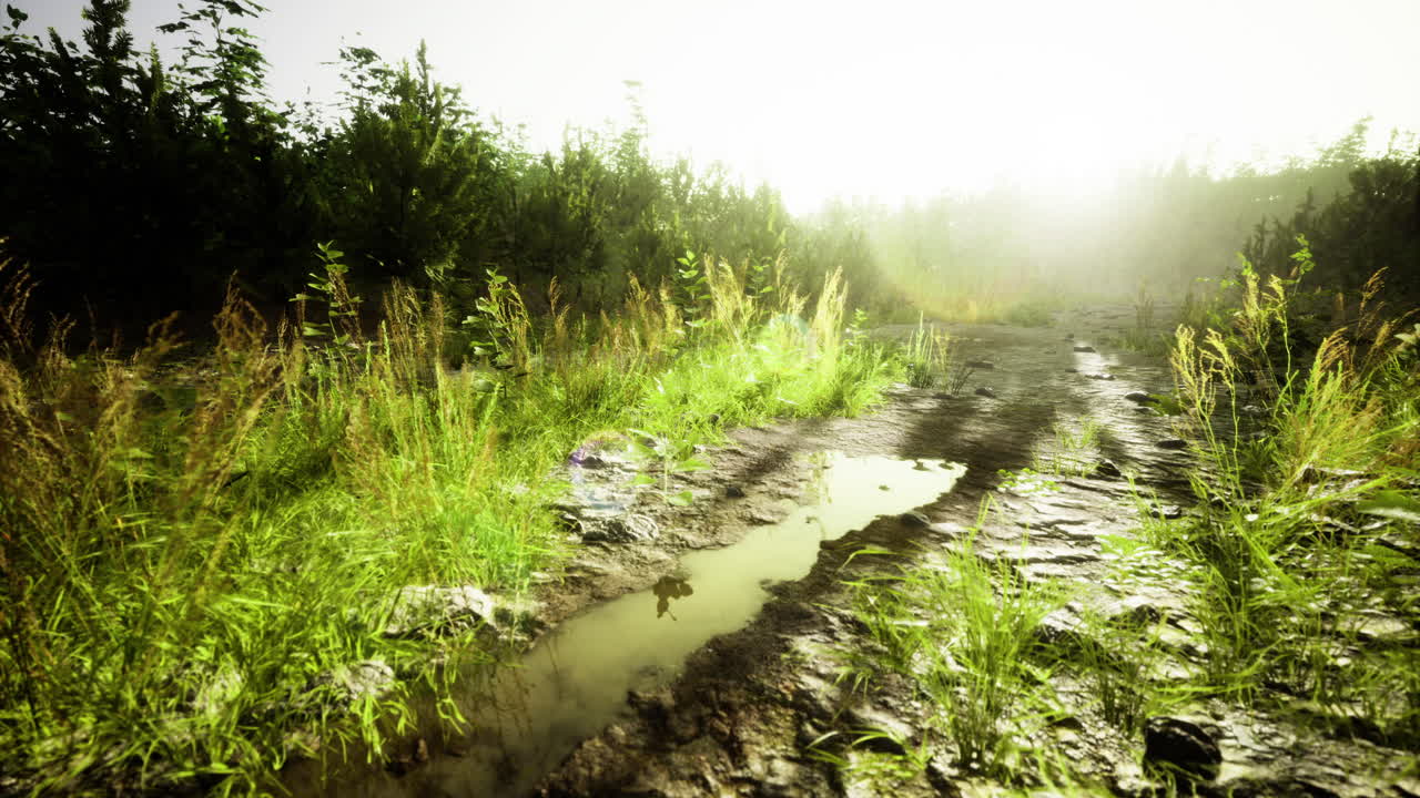 camino húmedo y cubierto de vegetación iluminado por la suave luz de la mañana