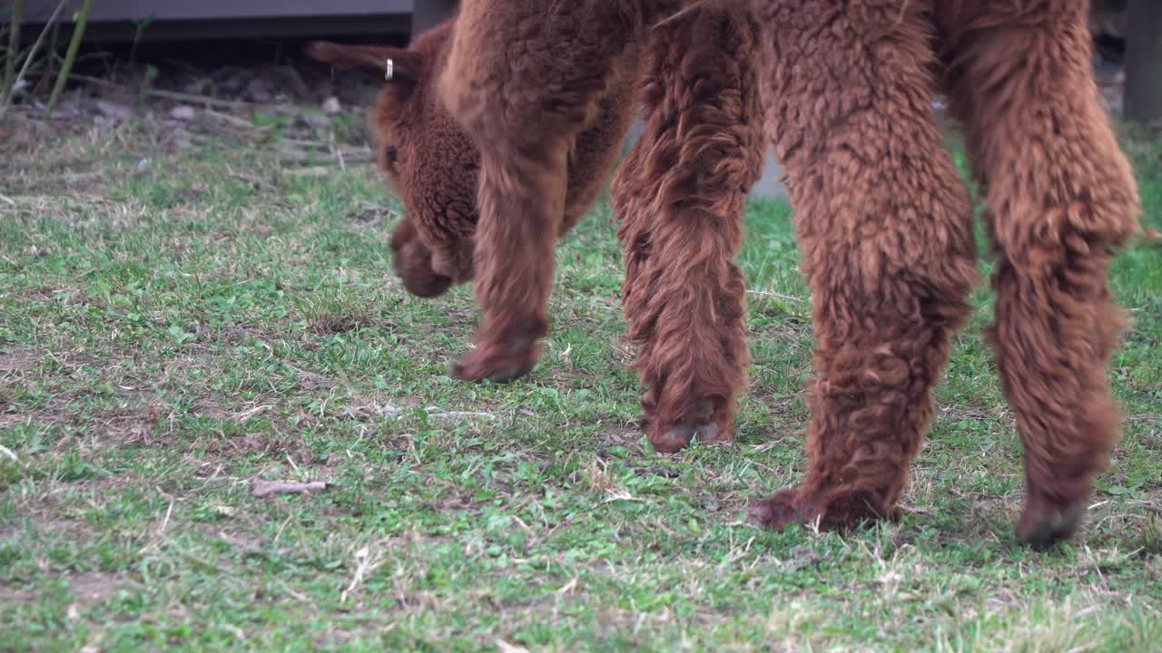 alpaca marrón pastando hierba en el suelo en el zoológico infantil grand park de seúl en gwacheon, seúl, corea del sur