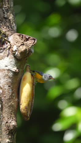 one female and one male little orange bellied flowerpecker birds take turns eating bananas