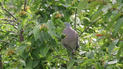 wild wood pigeon sitting perched high up in a sycamore tree in the uk countryside