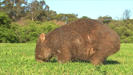 a wombat grazes on grass in australia 7