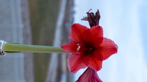 red amaryllis flower in a garden - parallax evening sunset time lapse in vertical orientation