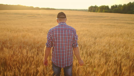 un agricultor adulto camina en un campo de trigo con una gorra al atardecer pasando su mano sobre las orejas de color dorado al atardecer. agricultura de plantas de grano.