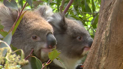 una madre y un oso koala bebé se sientan en un árbol