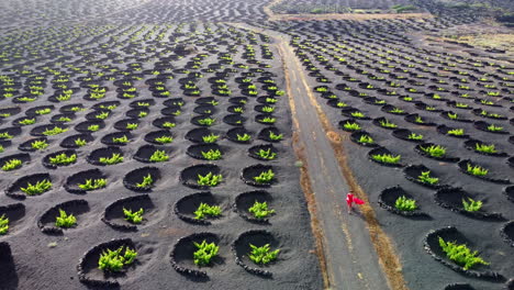 mujer vestida de rojo caminando por un camino en una plantación de viñedos en lanzarote con muchas protecciones circulares de piedra volcánica en el suelo