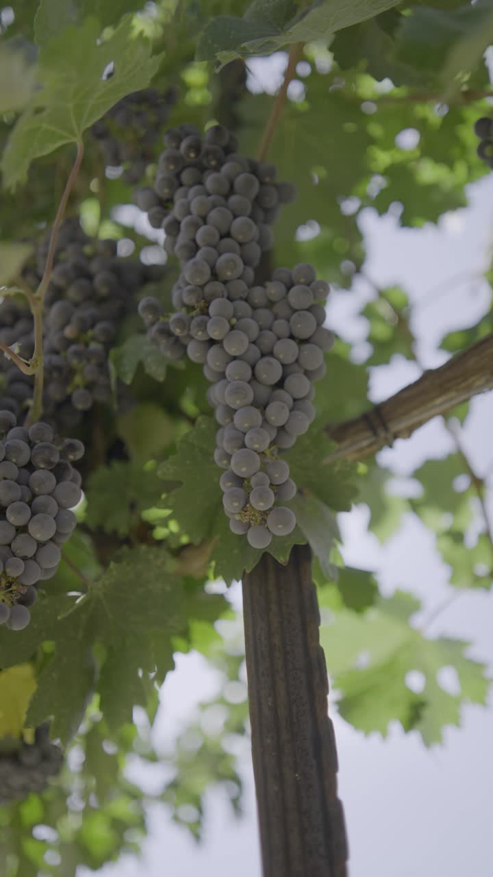 Primo piano verticale a mano libera di un grappolo maturo di uva nera da vino sulla vite, nelle colline della Giudea, Israele. Il movimento naturale e organico della fotocamera evidenzia la frutta fresca pronta per la vinificazione