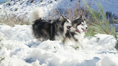 Malamutes-are-the-real-snow-angels