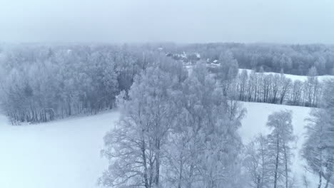 forest in the snow drone shot