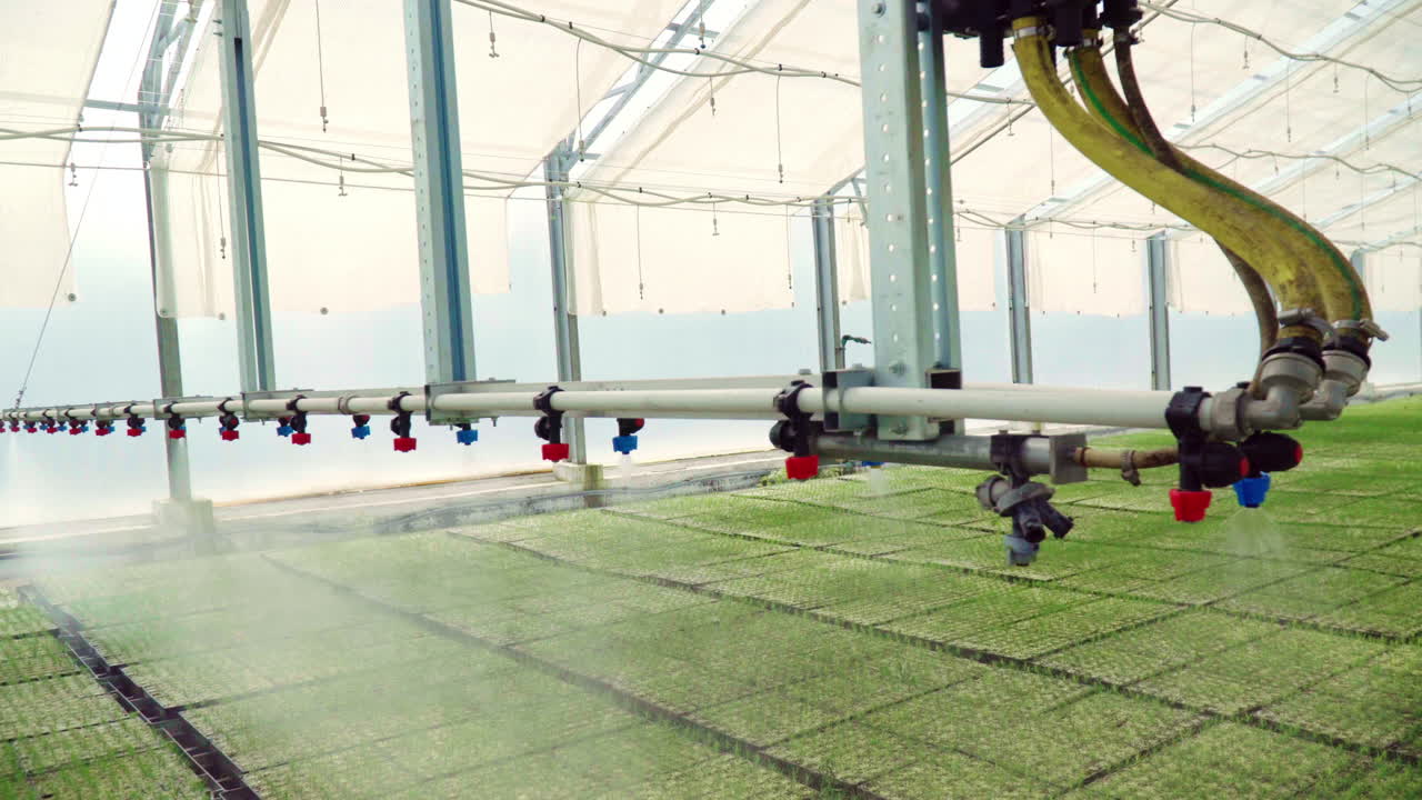 filas de plantas que crecen dentro de grandes invernaderos industriales. agricultura industrial