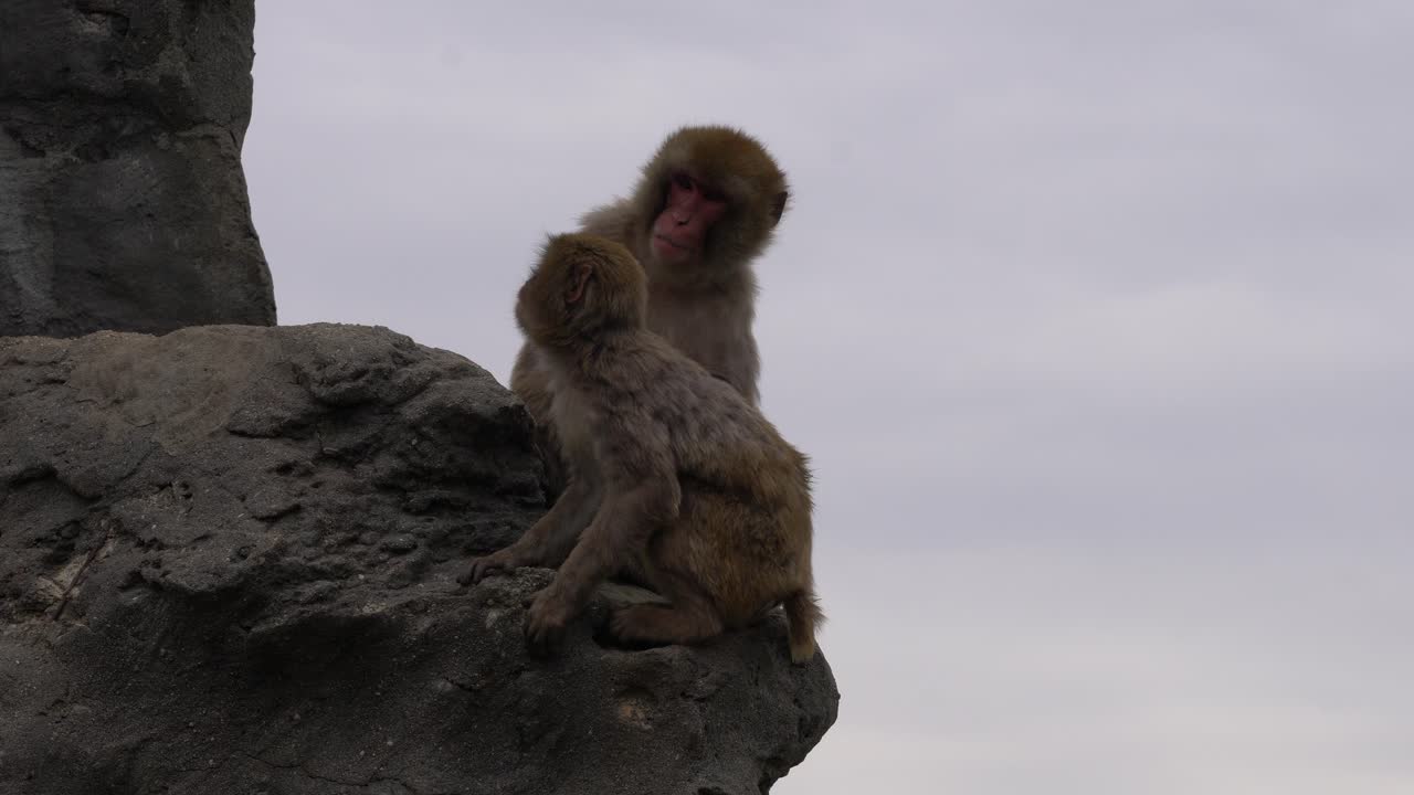 японские обезьяны сидят на краю скалы в зоопарке - широкий, статичный кадр