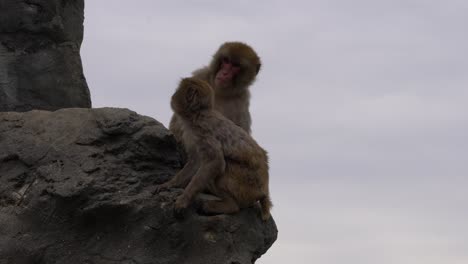 monos japoneses sentados al borde de la roca en un zoológico - plano amplio y estático