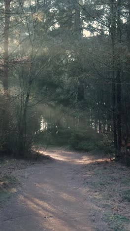 sunbeams in the foggy forest path